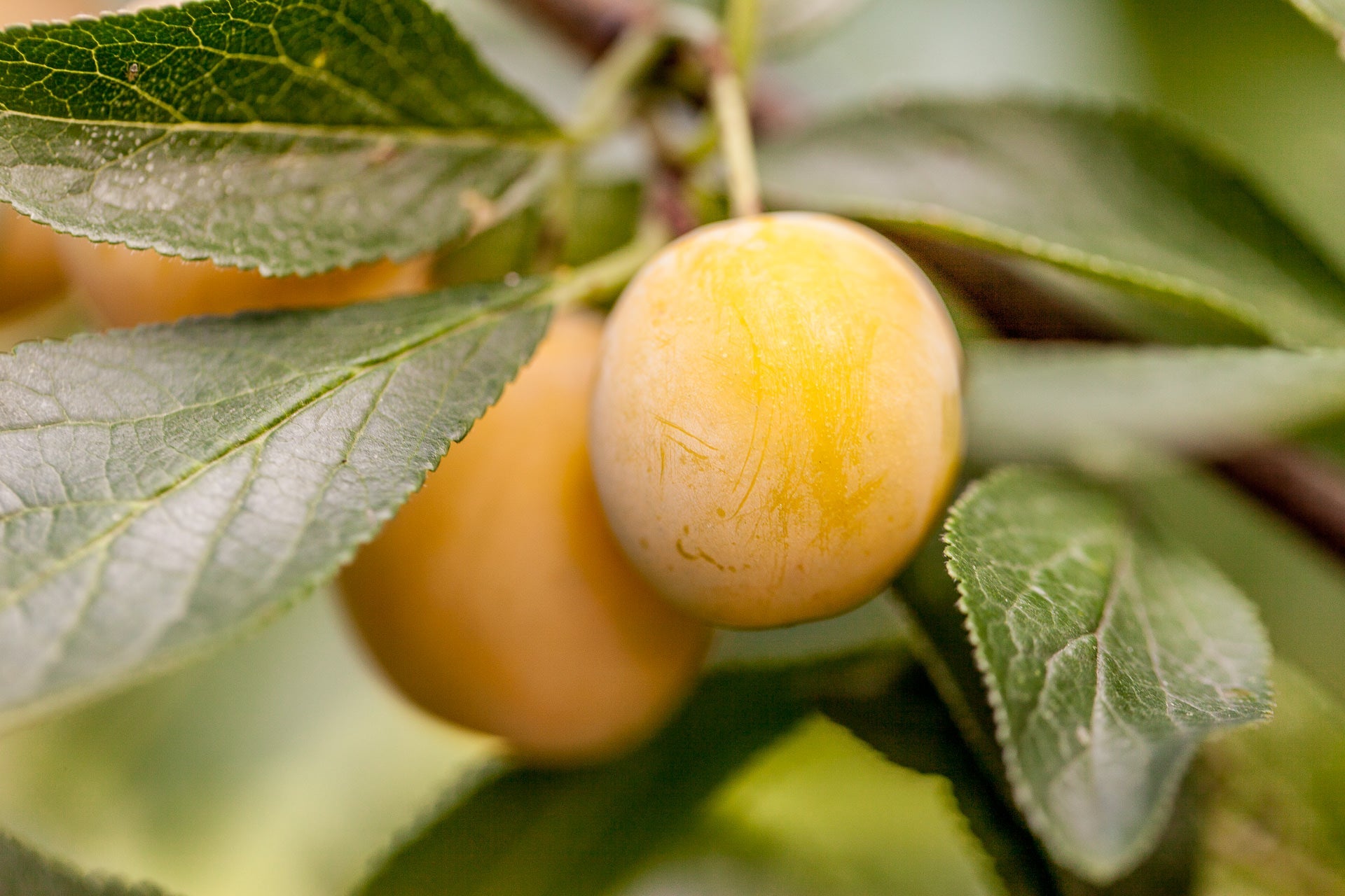 Reg. 2 - Steinobst - Destillerie Kohler - Aromenbibliothéque