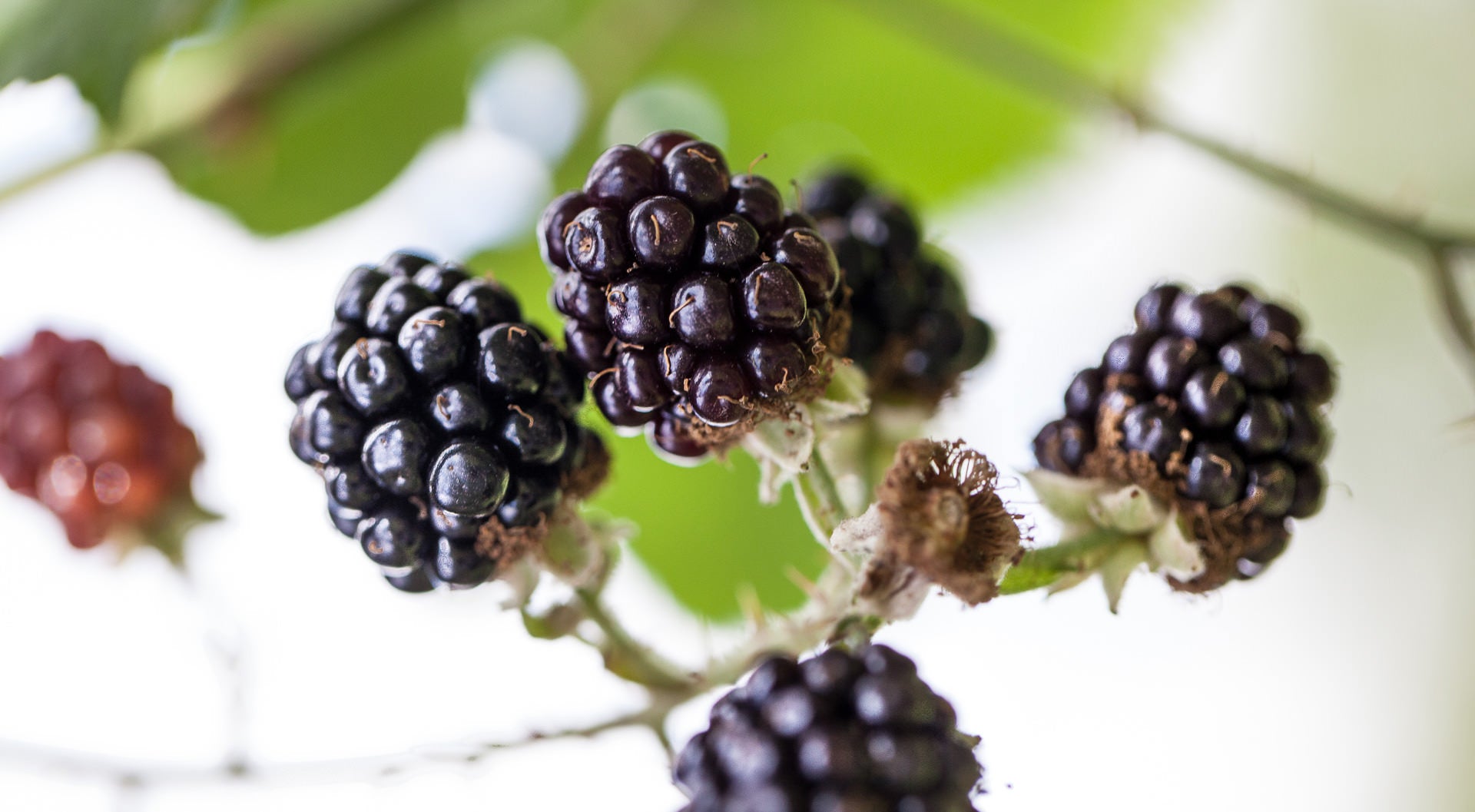 Reg. 3 - Beerenobst - Destillerie Kohler - Aromenbibliothéque