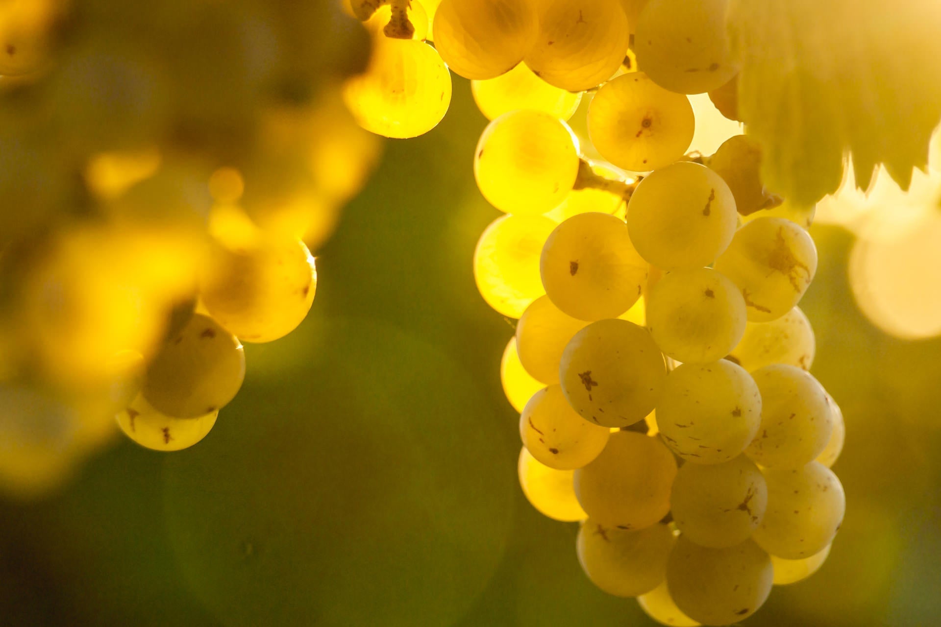 Reg. 4 – Trauben, Wein und Trester - Destillerie Kohler - Aromenbibliothéque