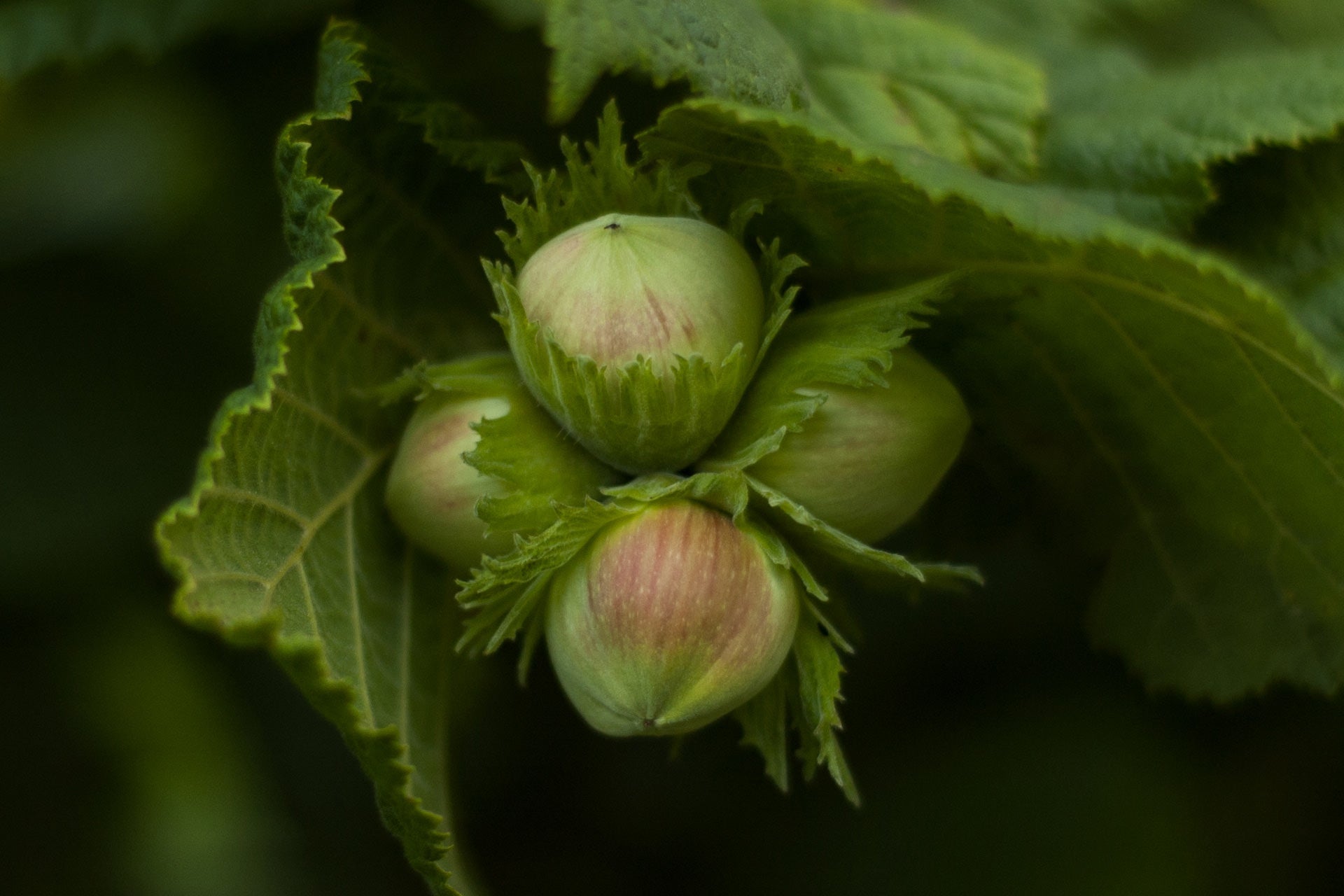 Reg. 5 – Schalenobst und Bohnen - Destillerie Kohler - Aromenbibliothéque