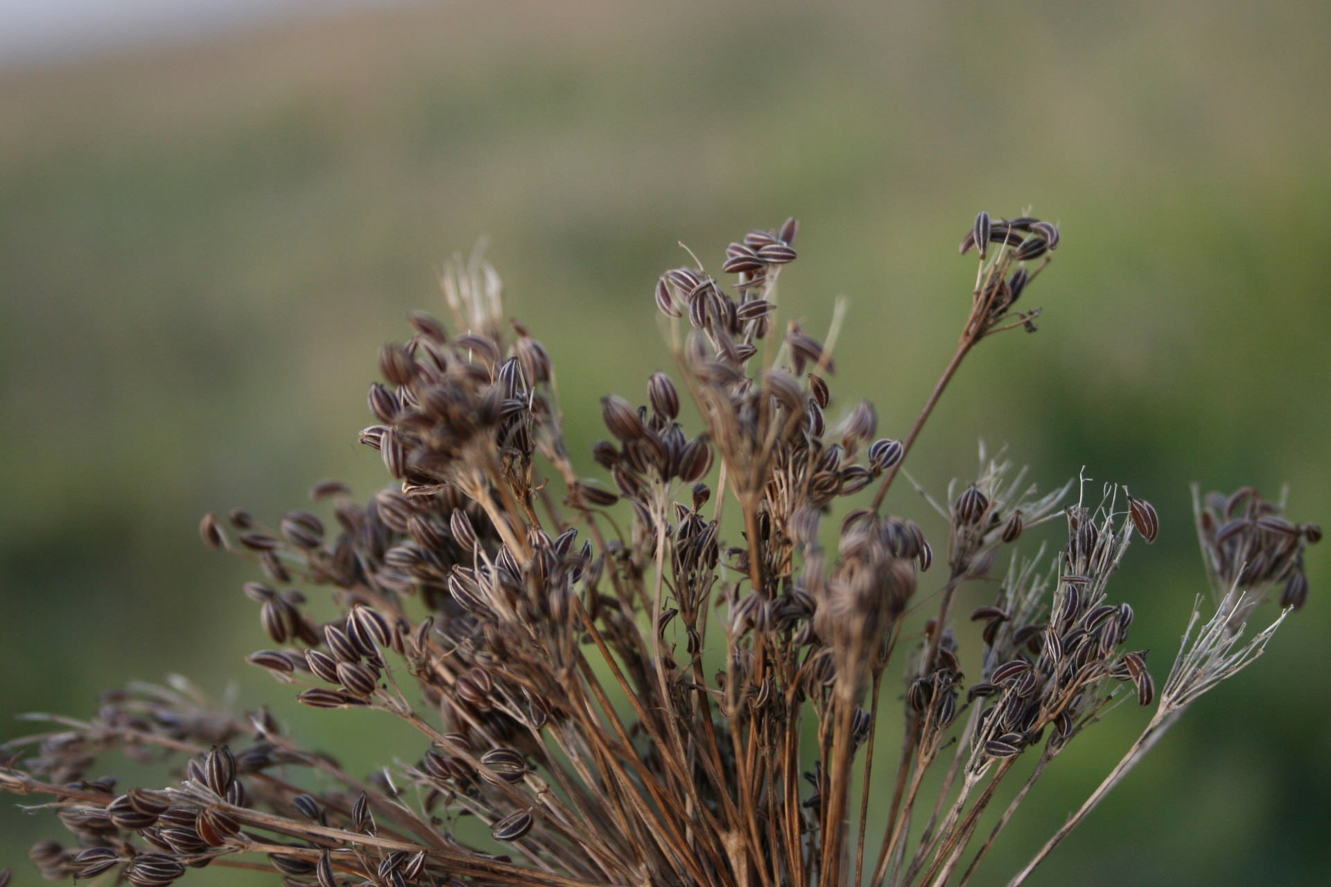 Reg. 6 – Kräuter und Gewürze - Destillerie Kohler - Aromenbibliothéque